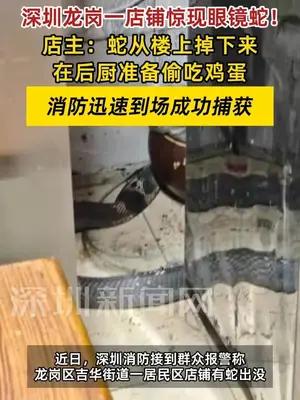 深圳龙岗一店铺惊现眼镜蛇，店主：从楼上掉下在后厨准备偷吃鸡蛋