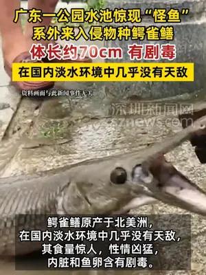 广东一公园水池惊现外来入侵物种鳄雀鳝