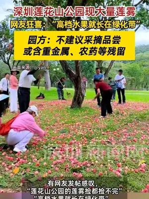 深圳莲花山公园大量出现莲雾 网友：“捡都捡不完！”