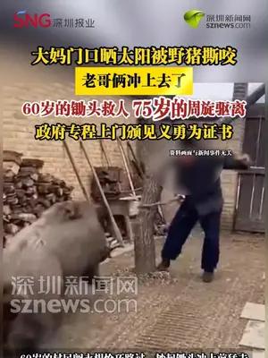 大妈门口晒太阳被野猪撕咬，老哥俩冲上去了