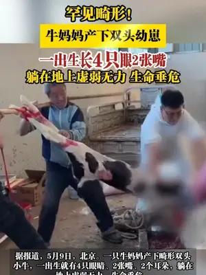 牛妈妈产下双头幼崽，一出生长4只眼2张嘴