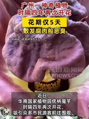 广州一神奇植物时隔四年再次开花
