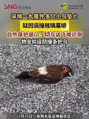 深圳一大厦附近多只小鸟坠亡，多方回应