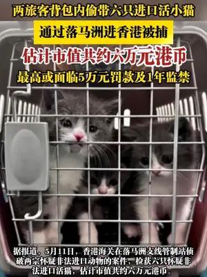 两旅客背包内偷带六只进口活小猫，通过落马洲进香港被捕