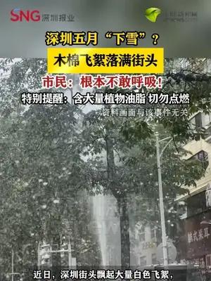 深圳五月“下雪”？木棉飞絮落满街头，市民：根本不敢呼吸