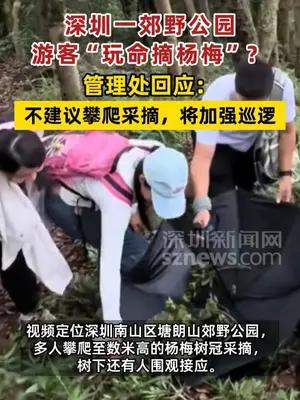 深圳一郊野公园游客“玩命摘杨梅”？ 管理处回应：不建议攀爬采摘，将加强巡逻