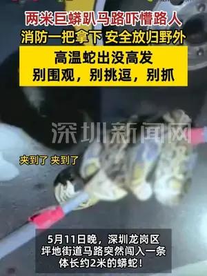 深圳街头惊现两米巨蟒 消防提醒：别围观，别挑逗，别抓