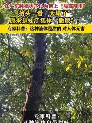 “局部降雨”竟是知了集体撒尿 专家科普：甜的，对人体无害