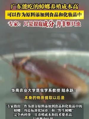 广东能吃的蟑螂养殖成本高，可以作为原料添加到食品和化妆品中