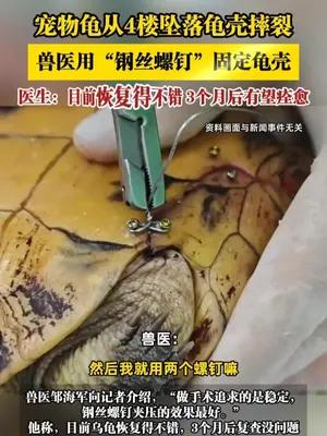 宠物龟从4楼坠落龟壳摔裂，兽医用“钢丝螺钉”固定龟壳