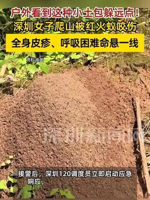 深圳女子被红火蚁咬伤险丧命 户外警惕“致命小土包”
