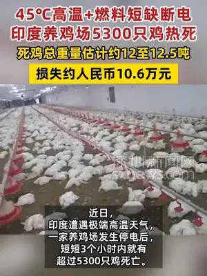 印度高温断电养鸡场5300只鸡热死