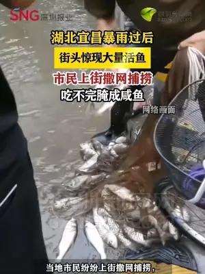 湖北宜昌暴雨后街头惊现大量活鱼  市民上街撒网捕捞，吃不完腌成咸鱼