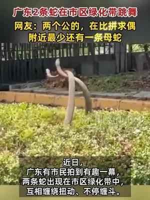 广东2条蛇在绿化带“共舞”争配偶权