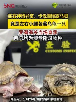 罗湖海关查获旅客小腿绑藏濒危活体乌龟2只