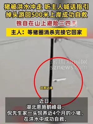 猪被洪水冲走听主人喊话指引上岸成功自救，独自在山上避险