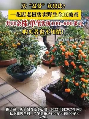 一花店老板售卖野生金豆被查，共50余株