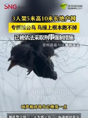 3人架5米高10米长绝户网捕鸟，已被依法采取刑事强制措施