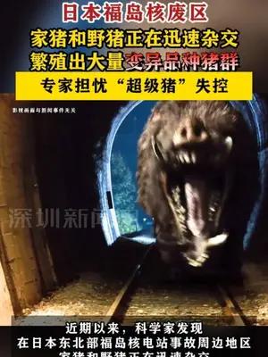 日本福岛核废区野猪变成“超级猪”