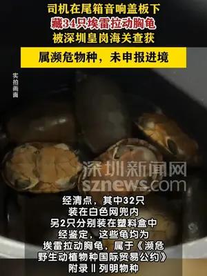 司机携带34只濒危埃雷拉动胸龟进境被海关查获