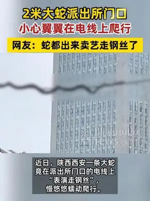 2米大蛇派出所门口爬电线就像卖艺走钢丝