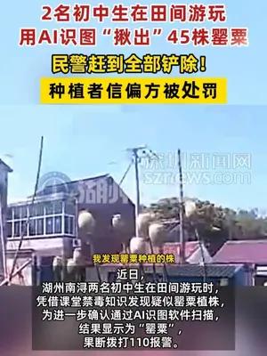 2名初中生在田间游玩用AI识图“揪出”45株罂粟