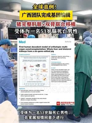 全球首例！广西团队完成基因编辑猪完整肝脏+双肾联合移植