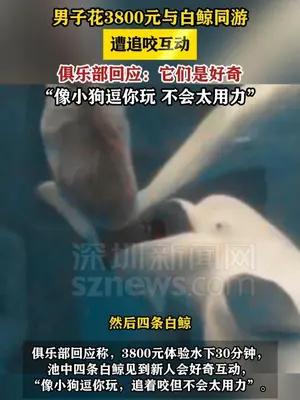 青岛男子花3800元与白鲸同游，遭追咬互动
