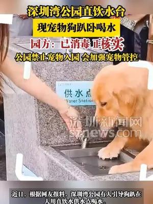 深圳湾公园直饮水台，现宠物狗趴卧喝水，园方：已消毒 正核实