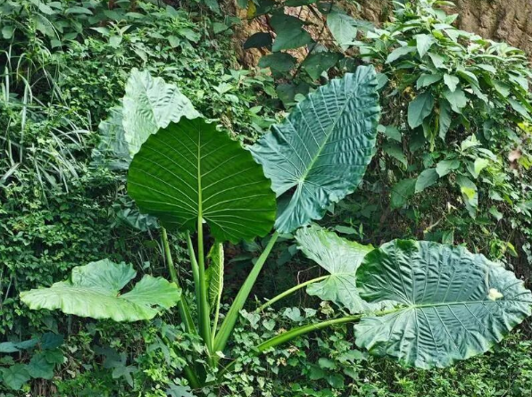 2岁娃舔了一口叶子，疼到满嘴“冒烟”！深圳街头这种绿植千万别乱碰