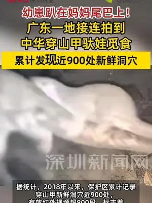 广东一地接连拍到穿山甲驮娃觅食