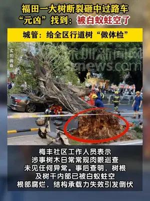 福田一树被白蚁蛀空倒下砸中过路车，城管为全区行道树“做体检”