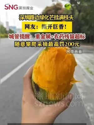 深圳路边绿化芒挂满枝头，城管提醒：不能吃！