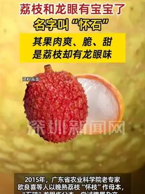 荔枝×龙眼杂交新品种“怀石”来了