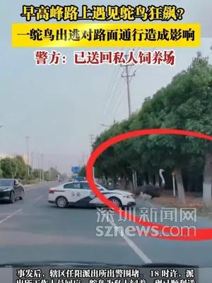 早高峰路上遇见鸵鸟狂飙？一鸵鸟出逃对路面通行造成影响，警方：已送回私人饲养场
