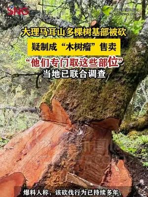 云南大理马耳山多棵高山栎树基部被砍，疑制成“木树瘤”售卖