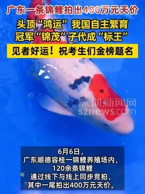 广东一条锦鲤拍出400万元天价