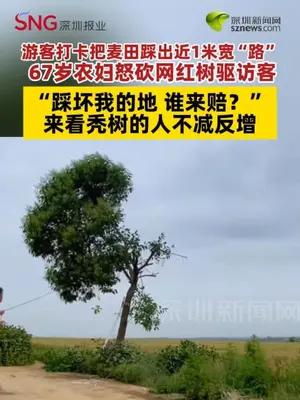 游客为打卡把麦田踩出近一米宽“路” 67岁农妇怒砍网红树驱客