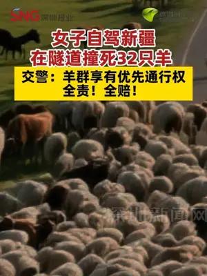 女子自驾新疆在隧道撞死32只羊 交警：羊群享有优先通行权