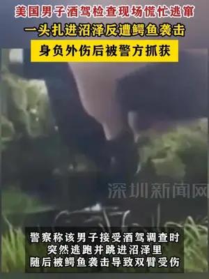 美国男子酒驾检查现场慌忙逃窜，扎进沼泽反遭鳄鱼袭击