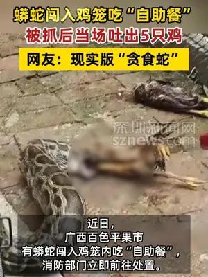 蟒蛇闯鸡笼被抓后当场吐出5只鸡