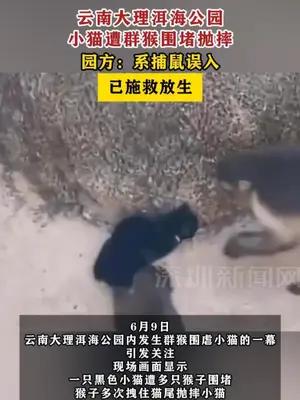 云南大理洱海公园小猫遭群猴围堵抛摔