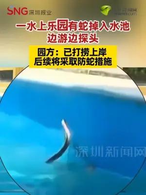 一水上乐园有蛇掉入水池，边游边探头