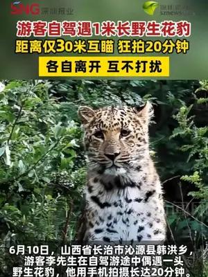 游客自驾遇1米长野生花豹