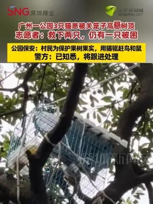 广州一公园3只猫崽被关笼子高悬树顶