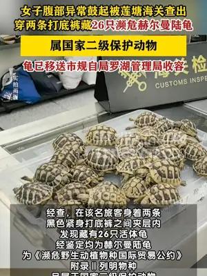 女子绑藏26只濒危赫尔曼陆龟被莲塘海关查获