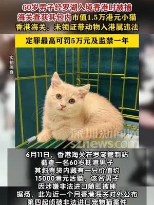 60岁男子包藏价值15000港元小猫入境被香港海关查获