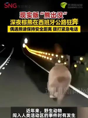 现实版“熊出没”，深夜棕熊在西班牙公路狂奔！