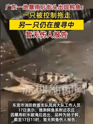 广东一地暴雨后街头出现鳄鱼 一只被控制拖走，另一只仍在搜寻