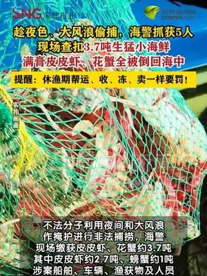 禁渔期非法捕捞，广西海警查获3.7吨皮皮虾、花蟹